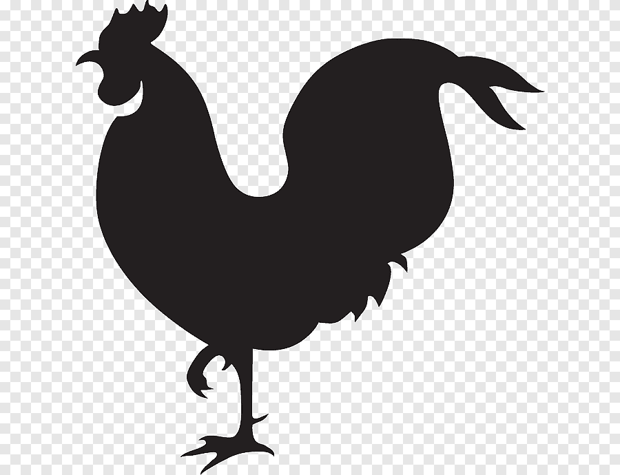 دواجن